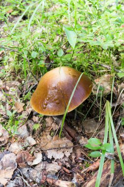 Finlandiya ormanında suillus mantarı manzarası