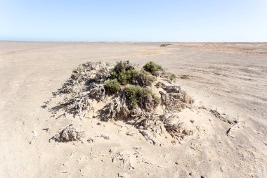 Namibya çölünde Helichrysum ara ortamının görüntüsü