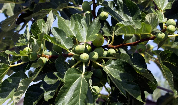 Ağaçtaki Incir Meyvelerinin Yakın Görüntüsü — Stok fotoğraf