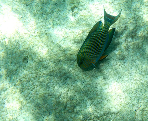 View Acanthurus Lineatus Fish Seychelles — Photo