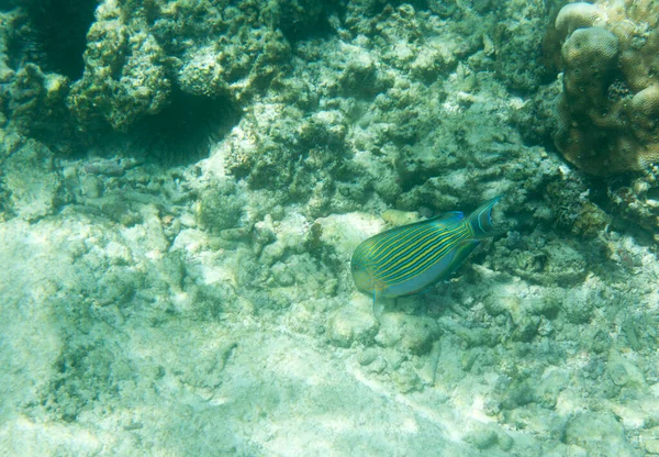 Seyşeller 'deki acanthurus lineatus balığının görüntüsü