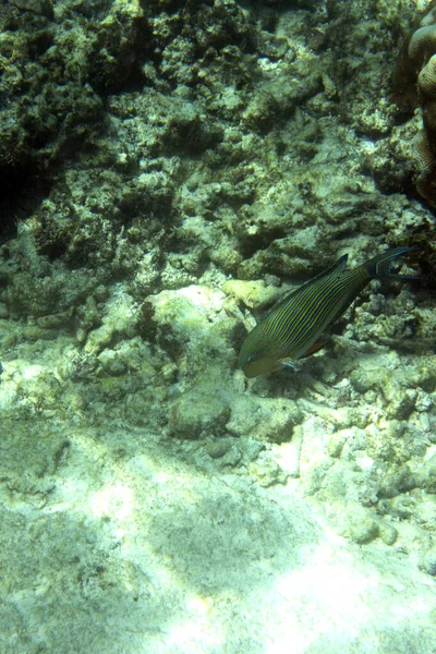Pemandangan Ikan Acanthurus Lineatus Seychelles — Stok Foto