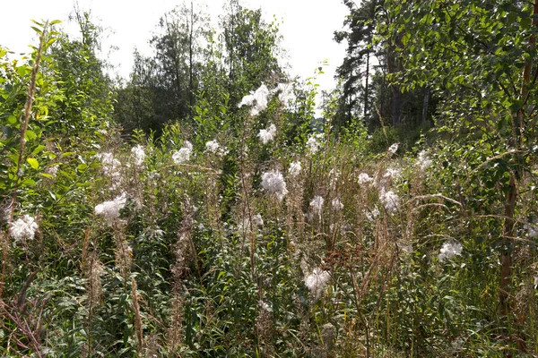 Вид Clematis Vitalba Районі Озера Фінляндії — стокове фото