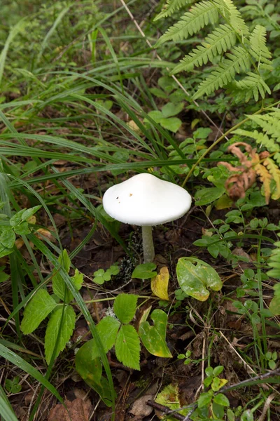 핀란드 마니타 토착민 버섯의 — 스톡 사진