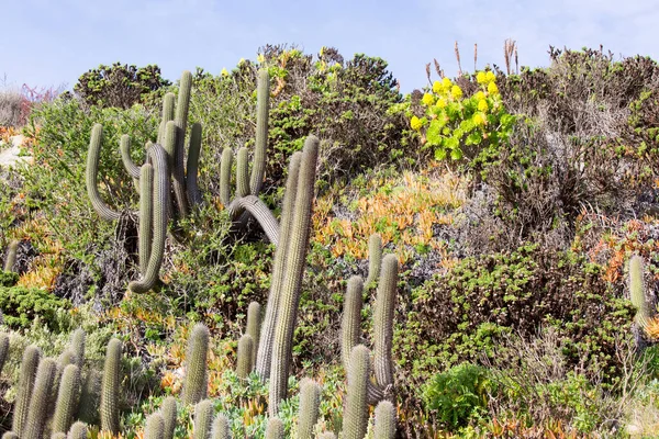 Blick Auf Kakteen Und Blumen Norden Chiles — Stockfoto