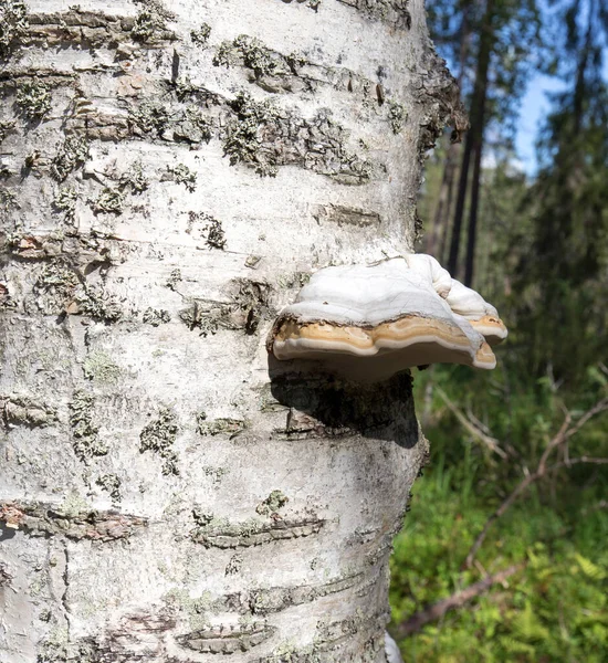 芬兰一个树干上的蘑菇图片 — 图库照片