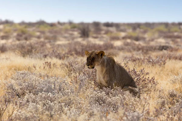 Namibya Daki Dişi Aslanın Fotoğrafı — Stok fotoğraf
