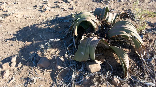 Vue Plante Welwitschia Mirabilis Dans Désert Namibien — Photo