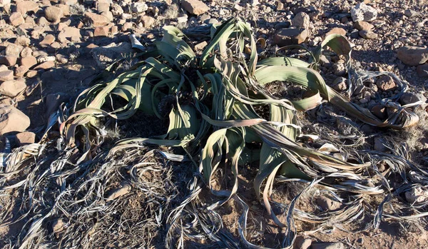 Vista Planta Welwitschia Mirabilis Deserto Namíbia — Fotografia de Stock