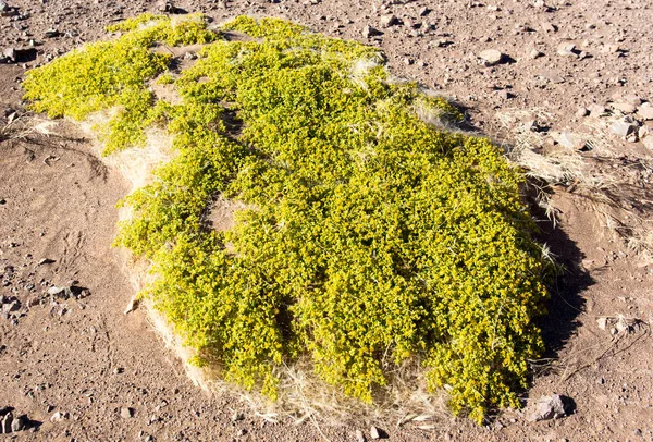 Widok Rośliny Tetraena Pustyni Namibia — Zdjęcie stockowe