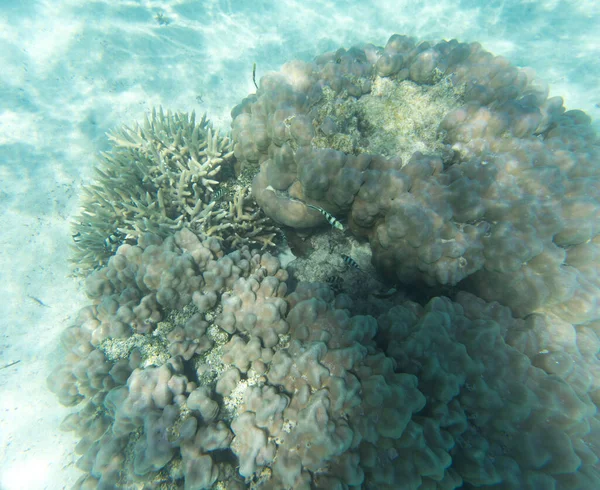 Vista Coral Lagoa Nova Caledônia — Fotografia de Stock