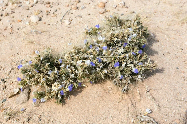 Vue Plante Blepharis Dans Désert Namibien — Photo