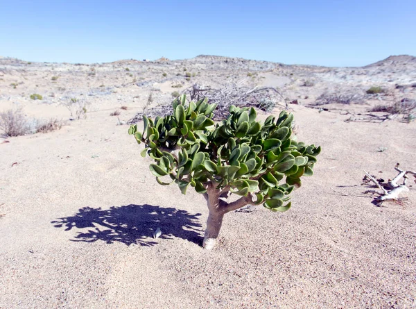 Προβολή Του Φυτού Crassulaceae Στην Έρημο Της Ναμίμπια — Φωτογραφία Αρχείου