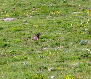İtalya 'nın kuzeyinde bir dağ sıçanı resmi.