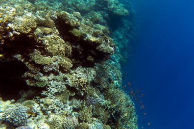 Sharm el Sheik, Mısır 'daki mercan resifinin manzarası 