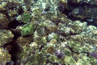 Sharm el Sheik, Mısır 'daki mercan resifinin manzarası 