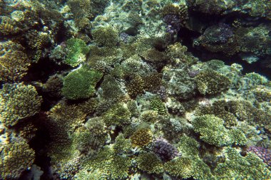 Sharm el Sheik, Mısır 'daki mercan resifinin manzarası 