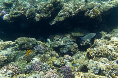 A View of coral reef in Egypt