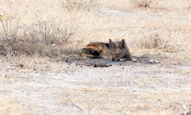 Namibya 'da bir çakal resmi