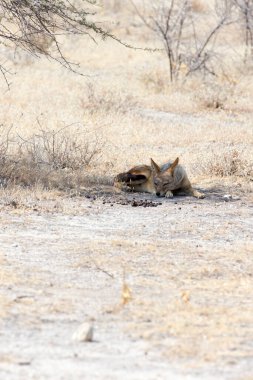 Namibya 'da bir çakal resmi