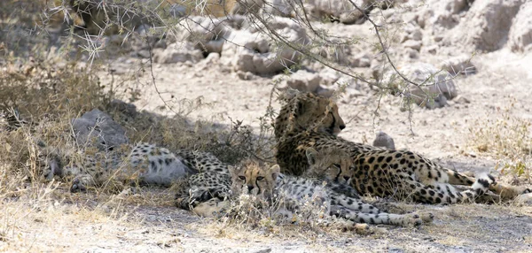 Picture Cheetah Cubs Namibia — Stock Photo, Image
