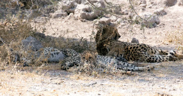Picture Cheetah Cubs Namibia — Fotografia de Stock
