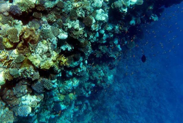 Widok Rafę Koralową Sharm Sheik Egipt — Zdjęcie stockowe