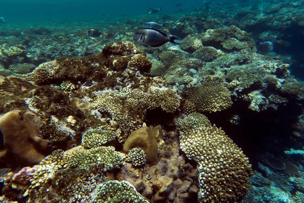 Veduta Della Barriera Corallina Sharm Sheik Egitto — Foto Stock