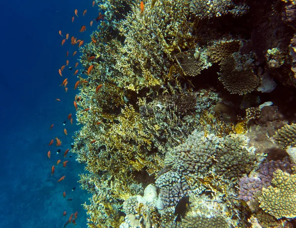Veduta Della Barriera Corallina Sharm Sheik Egitto — Foto Stock