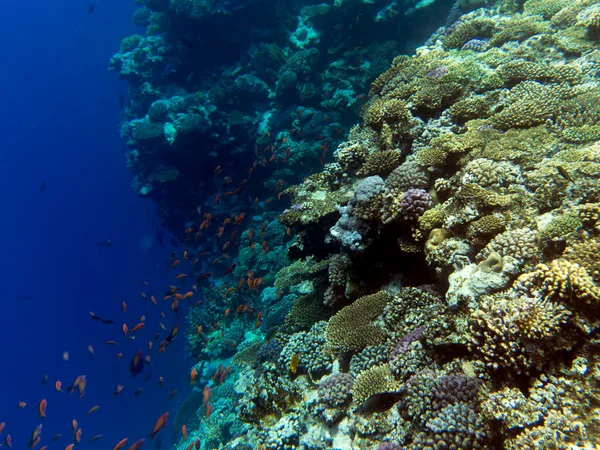 Veduta Della Barriera Corallina Sharm Sheik Egitto — Foto Stock