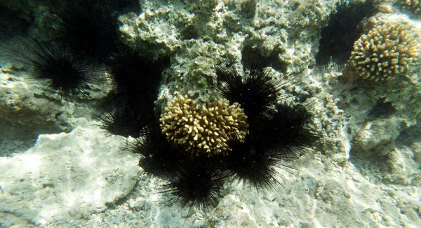 Group Black Sea Urchins Egypt Sea — Fotografia de Stock