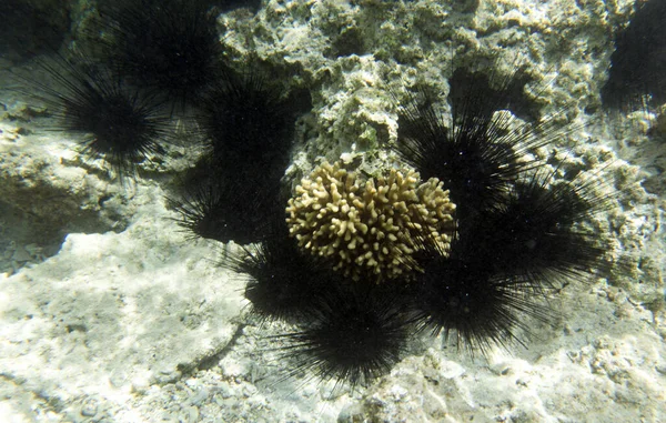 Group Black Sea Urchins Egypt Sea — Stockfoto