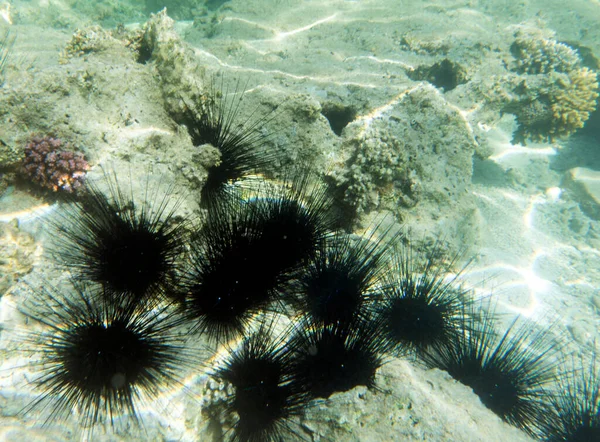 Group Black Sea Urchins Egypt Sea — Foto Stock