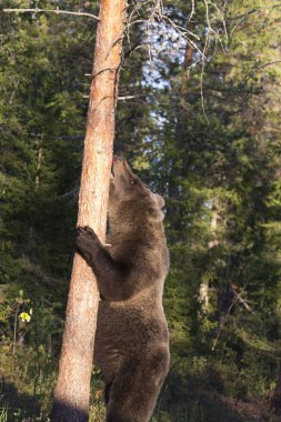 Yazın Finlandiya 'da ayı fotoğrafı