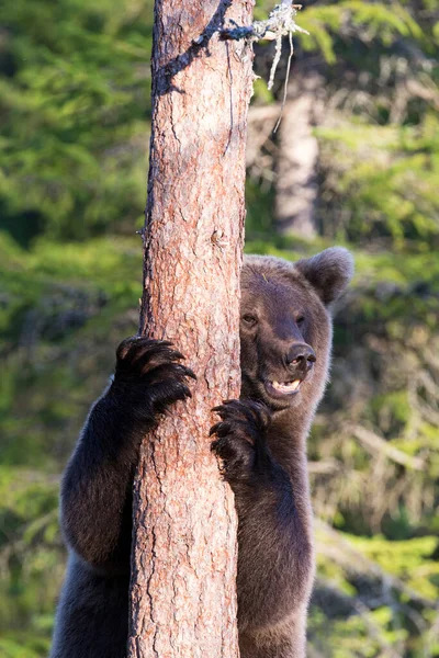 Foto Urso Durante Verão Finlândia — Fotografia de Stock