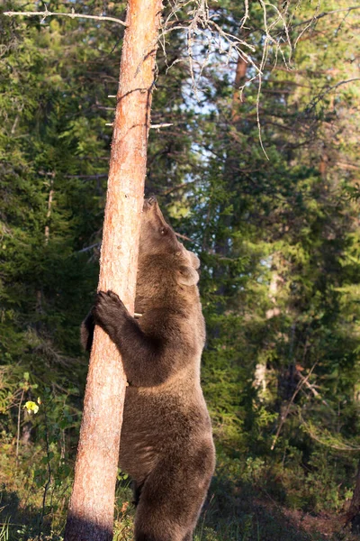 Foto Urso Durante Verão Finlândia — Fotografia de Stock