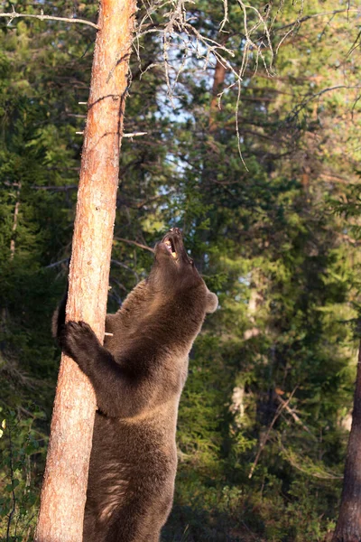 Foto Urso Durante Verão Finlândia — Fotografia de Stock