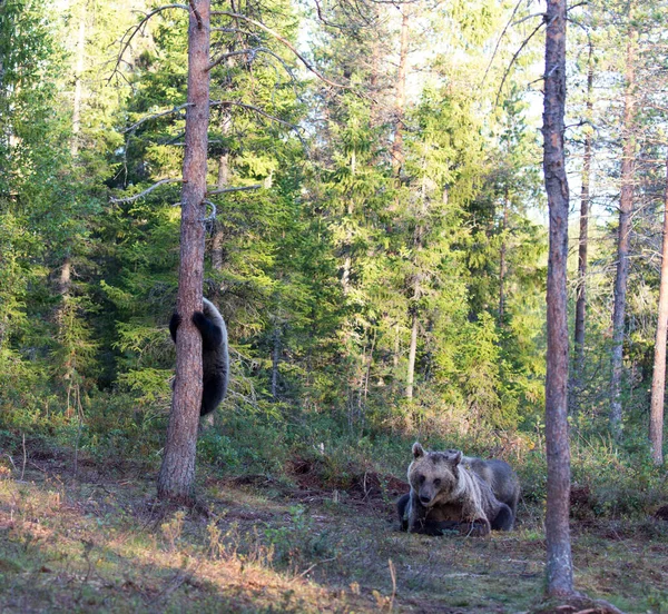 Foto Des Bären Sommer Finnland — Stockfoto