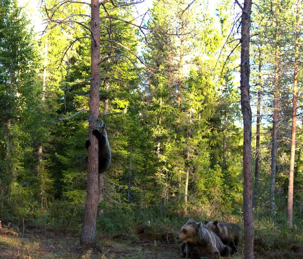 Photo Bear Summer Finland — ストック写真