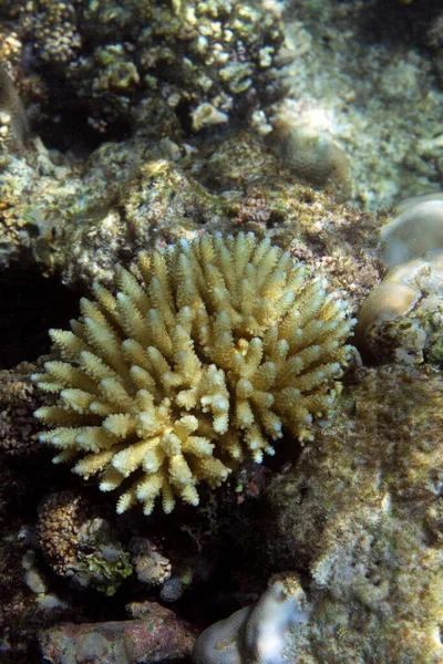 Vista Branqueamento Acropora Coral Seychelles — Fotografia de Stock