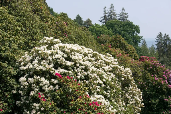 View Rhododendron Flowers Burcina Park Italy — Stockfoto