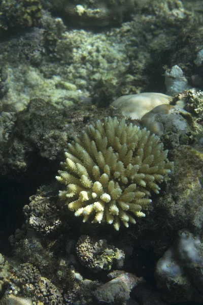 세이셸에 표백하는 산호의 — 스톡 사진