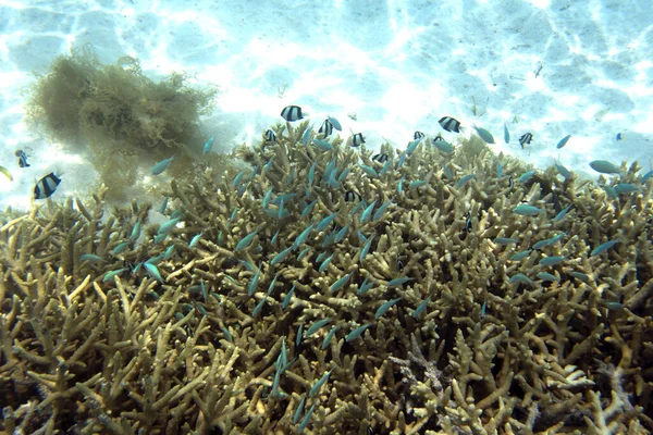 View Coral Lagoon New Caledonia — Photo