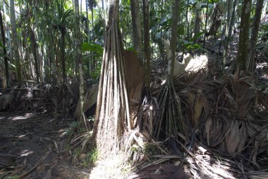 View of palm at Vallee de Mai Nature Reserve in Seychelles