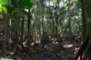 View of palm at Vallee de Mai Nature Reserve in Seychelles
