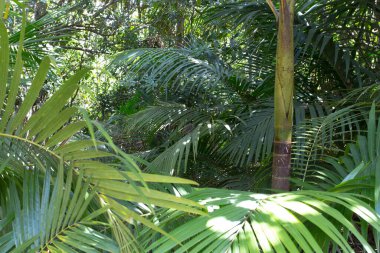 View of palm at Vallee de Mai Nature Reserve in Seychelles