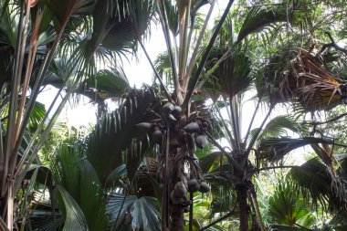 View of palm at Vallee de Mai Nature Reserve in Seychelles