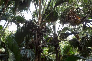 View of palm at Vallee de Mai Nature Reserve in Seychelles