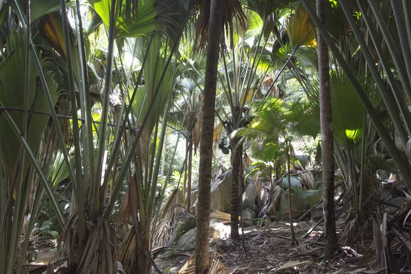 View of palm at Vallee de Mai Nature Reserve in Seychelles