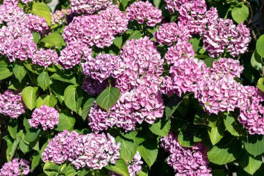 İtalya 'da güzel bir hortensiya çiçeği manzarası